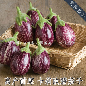 3粒高产耐寒卡莉欧碧紫花小茄子种子进口盆栽