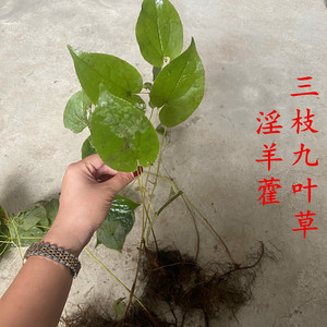 东北三枝九叶草根苗新鲜植物多年生中草药淫羊藿盆栽地栽耐寒包邮