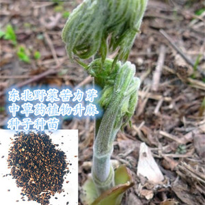 东北苦力芽种子山野菜窟窿芽种苗中草药植物升麻家庭盆栽四季易活