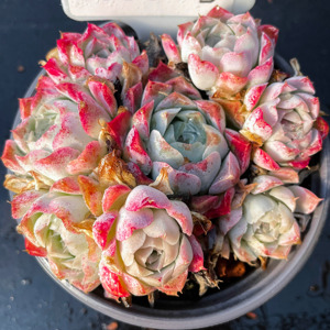 沁心群生一物一拍 蔷薇月影全状态奶茶色控养月影精品多肉植物