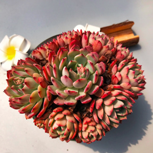 风火轮大老桩一物一拍 劳伦斯杂交稀有新款巨型多肉植物肉肉超大