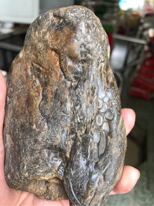 黑龙江天然大叶草花玉桫椤玉原石手把件雕刻料摆件444克