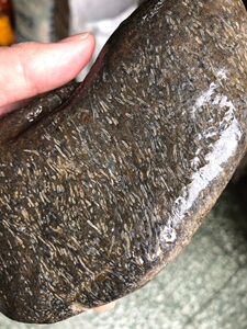 黑龙江天然明丝草花玉桫椤化石标本原石观赏石雕刻料摆件748克