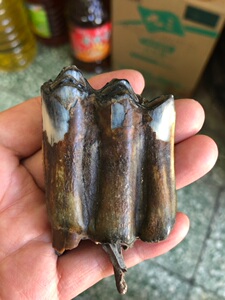 黑龙江天然远古时代动物披毛犀牙齿化石标本原石52克