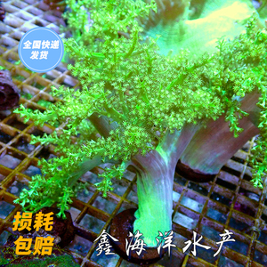 圣诞树 日本麦穗 荧光绿麦穗珊瑚海水鱼鑫海洋水产养殖商行