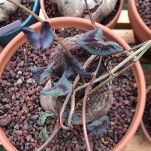 奇花异草山羊头火焰纹何首乌块根多肉植物盆景绿植常绿藤本盆栽花