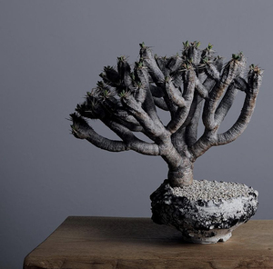 鬼凄阁鬼切阁大戟珍奇块根植物盆栽花卉绿植盆景热植老桩多肉植物