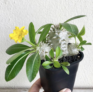 惠比大黑 块根植物多肉植物沙漠植物仙人球老桩绿植盆景盆栽花卉