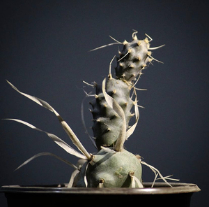 武藏野团扇开花自根仙人球仙人掌多肉植物盆栽块根植物绿植花卉