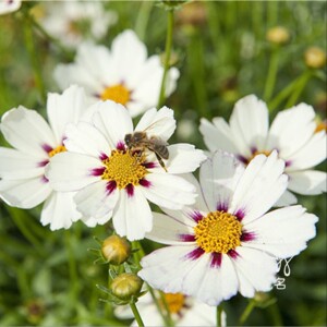 金鸡菊花苗星云白色大花耐热耐寒耐晒多年生花园庭院花卉好养爆盆