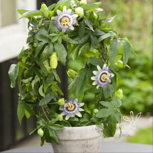 蓝冠西番莲花苗盆栽花型奇特观赏价值高攀爬藤本植物百香果可食用