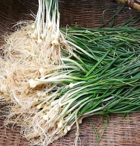 农村新鲜现挖野藠头荞头野葱苦蒜带叶带须农家野菜