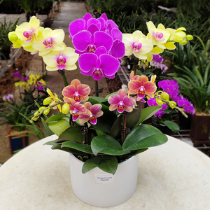 绿植花卉组合盆栽