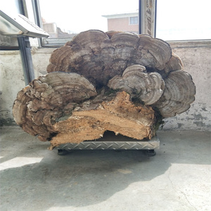 野生平盖灵芝摆件树舌造型青芝扁干货长白山天然木林芝大块包邮