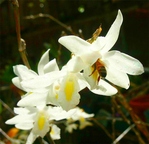 百花鸽石斛 dendrobium leucoce 云南缅甸鸽子石斛 直播专拍
