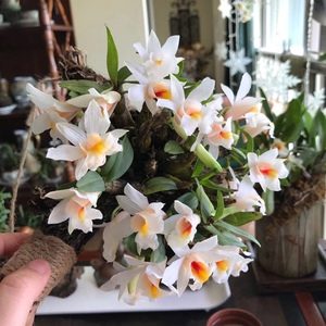 喉红石斛 dendrobium christyanum rchb 云南缅甸盆栽 直播专拍