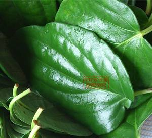 蒌叶/捞叶/台湾槟榔叶供应台灣檳榔供商家配料