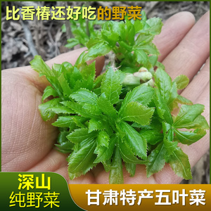 甘肃特产农村深山野菜新鲜五月菜五撮菜五叶菜刺五加凉拌菜下饭菜