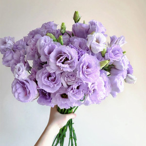 鲜花洋桔梗云南昆明基地直发鲜切花白色粉色紫色家用水养花