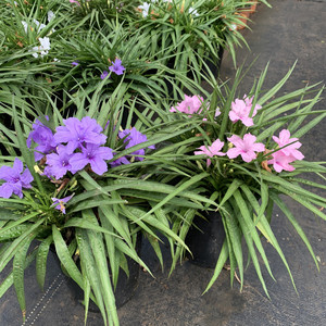 新品翠芦莉 户外花园花镜植物矮生翠芦莉 耐寒耐热  阳台盆栽包邮