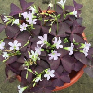 紫叶酢浆草 幸运草盆栽 紫蝴蝶三叶草盆栽