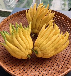 现摘现发新鲜采摘金华佛手果带枝佛手柑 新鲜佛手香橼果 清供摆放