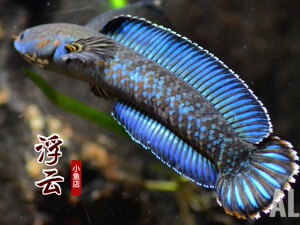 奶茶雷龙 channa bleheri sp assam 阿萨姆蓝帆雷龙鱼 小型鳢科