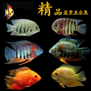 肯梅塔菠萝鱼