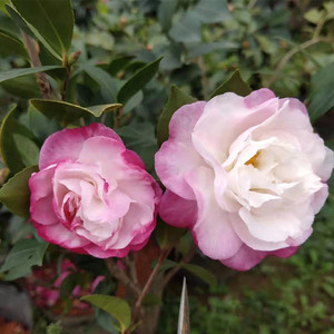 埃米粒茶梅也叫小叶朝仓茶梅红白复色盆栽花卉盆景绿植稀有品种