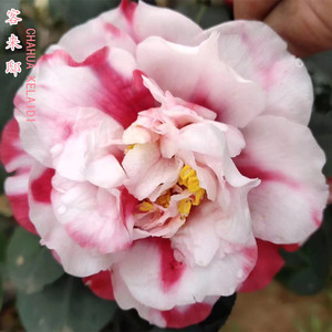 客来邸嫁接茶花盆栽名贵阳台庭院木本花卉绿植带花苞原盆原土包邮