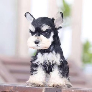 宁波雪纳瑞幼犬活体宠物狗狗活体雪纳瑞迷你椒盐色黑色白色雪纳瑞