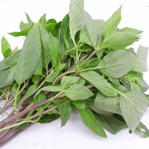 九层塔食用500g
