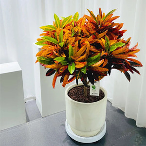 变叶木盆栽七彩室内外客厅阳台植物网红大叶绿植庭院耐寒好养易活