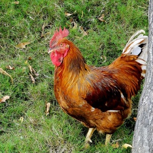 006人付款淘宝四川农家收购鸡土公鸡老公鸡月子鸡农村散养土鸡大公鸡