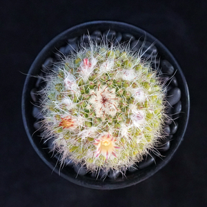 白蛇丸实生仙人球乳突球属开花掌柱防辐射多肉植物一物一拍