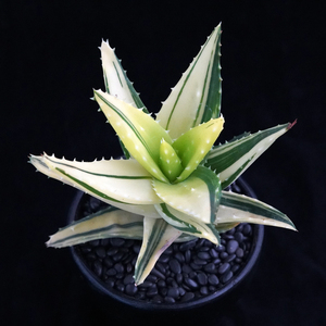 不夜城芦荟锦一物一拍 室内桌面绿植花卉盆栽 趣味多肉喜阴耐热