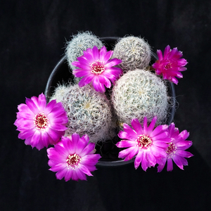 圣丽丝斯sulcorebutia patriciae有沟宝山属仙人球沟宝山毛刺软刺