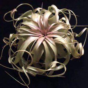 空气凤梨霸王t.xerographica无土植物空凤净化空气盆栽绿植吸甲醛