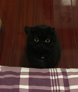 苏格兰黑色折耳猫图片