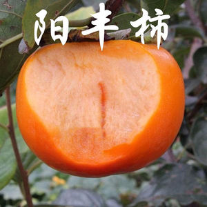 新品种特大晚熟 阳丰甜柿子树苗 耐寒柿子苗当年结果南北方种植