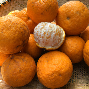 90湖北湖南野生酸抛柑臭皮柑抛柑新鲜孕妇黄皮水果苦药酸泡柑酸柑子