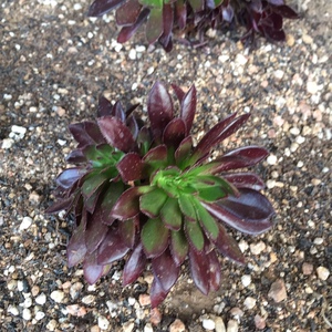 小僧多肉*缀化 蒂亚缀化 青松缀化 八千代缀化 绮罗缀化 玉杯缀化