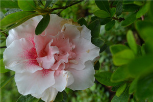 丹东老品种特八种杜鹃五宝系花天惠8年左右低价位嫁接盆景花卉