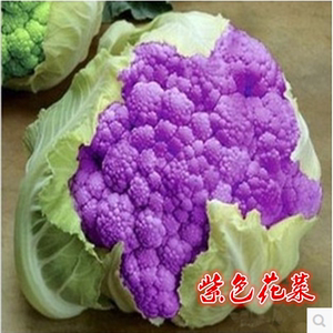 紫色菜种