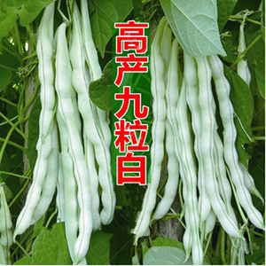寿光蔬菜九粒白芸豆种子龙泉307白色四季豆高产老来少紫芸豆种孑