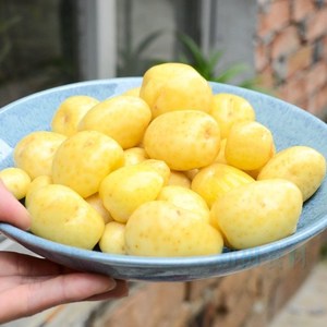 新鲜小本地土豆