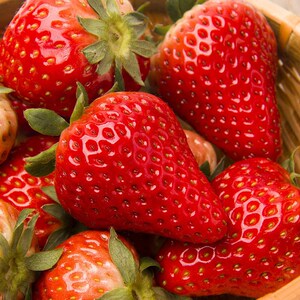 长丰草莓新鲜红颜九九奶油草莓500g大果礼盒装整箱现摘好草莓包邮