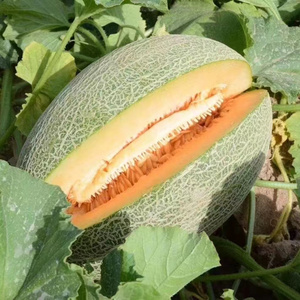 海南蜜瓜小蜜25号2个装甜瓜西周蜜瓜新鲜水果孕妇当季脆甜网纹瓜