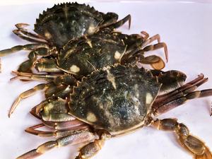今日海鲜海捕水产 新鲜 超大鲜活石蟹花盖蟹花梭子蟹4斤装