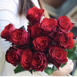 云南昆明佤族小阿娇《罗德斯》红玫瑰月季花苗,耐寒花期长新品